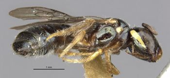 Media type: image;   Entomology 15814 Aspect: habitus lateral view